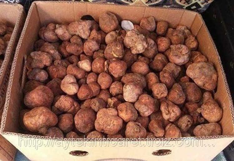 Türkiyeden Lübnan ve Katara çuval çuval satılıyor Kilosu tam 2 bin lira: Bulana anında ev ve araba aldırıyor...