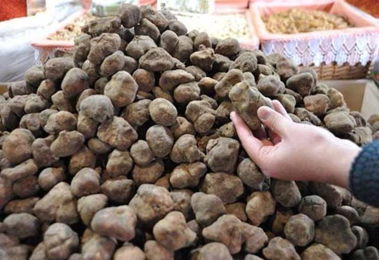 ORTADOĞUYA İHRAÇ EDİLİYOR