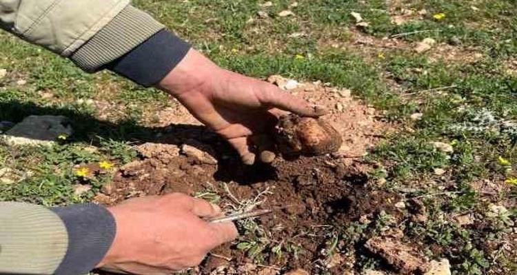 Türkiyeden Lübnan ve Katara çuval çuval satılıyor Kilosu tam 2 bin lira: Bulana anında ev ve araba aldırıyor...