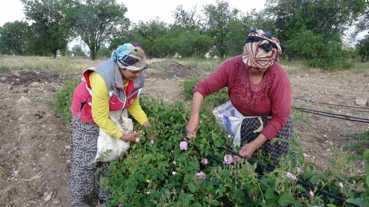 Sabah 05:00’te başlayan büyük mesai Doğanın mucizesi yüzleri güldürdü: Türkiyenin o şehrinde milyon dolarlık hasat başladı