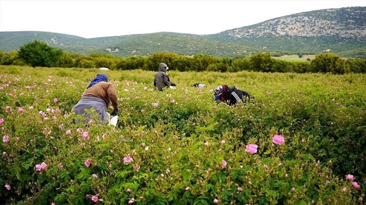Sabah 05:00’te başlayan büyük mesai Doğanın mucizesi yüzleri güldürdü: Türkiyenin o şehrinde milyon dolarlık hasat başladı