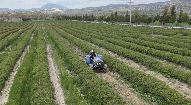 Sabah 05:00’te başlayan büyük mesai Doğanın mucizesi yüzleri güldürdü: Türkiyenin o şehrinde milyon dolarlık hasat başladı