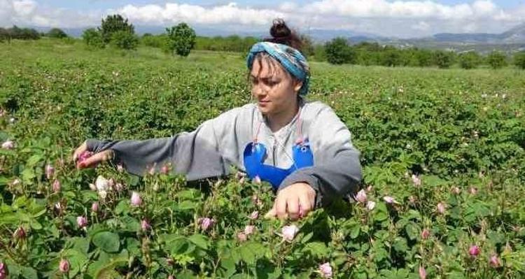 Sabah 05:00’te başlayan büyük mesai Doğanın mucizesi yüzleri güldürdü: Türkiyenin o şehrinde milyon dolarlık hasat başladı