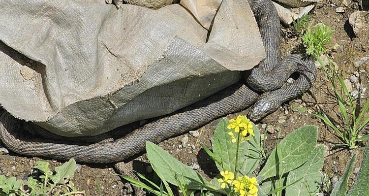 Yer: Muş Dehşetin boyu tam 3 metre Mahalleli korkudan dışarı çıkamıyor