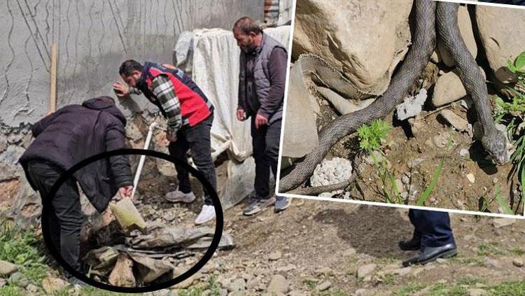 Yer: Muş Dehşetin boyu tam 3 metre Mahalleli korkudan dışarı çıkamıyor