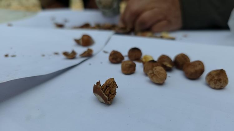 İnşaat işçileri şantiyede keşfetti Kimse faydasını bilmiyor: Bir avuç atıp 15 dakika kaynatın...