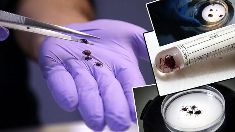 Bahçeye, ormana girerken 2 kere düşünün Uzmanlar uyardı: Risk yükseldi
