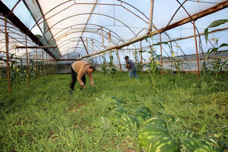 Tadını bilenler fiyatını sormuyor Rengi, kokusu ve lezzetiyle resmen al beni diyor