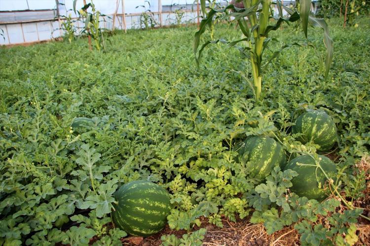 Tadını bilenler fiyatını sormuyor Rengi, kokusu ve lezzetiyle resmen al beni diyor