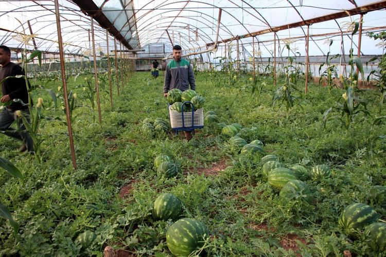Tadını bilenler fiyatını sormuyor Rengi, kokusu ve lezzetiyle resmen al beni diyor
