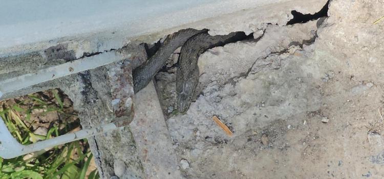 Yılanlar tüm evi sardı Boyları tam 3 metre... Geceleri uyuyamıyoruz
