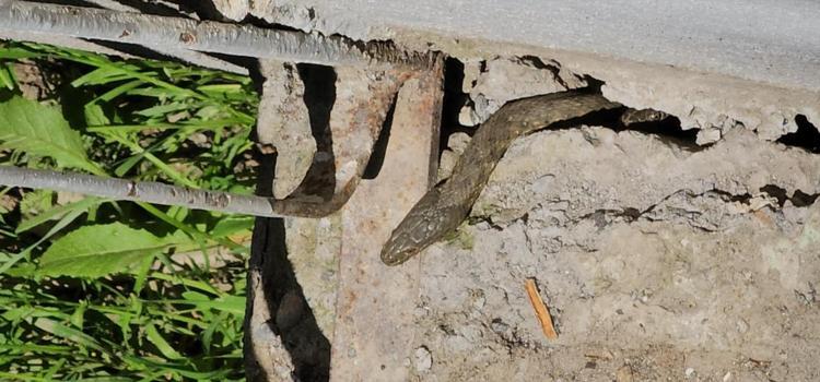 Yılanlar tüm evi sardı Boyları tam 3 metre... Geceleri uyuyamıyoruz