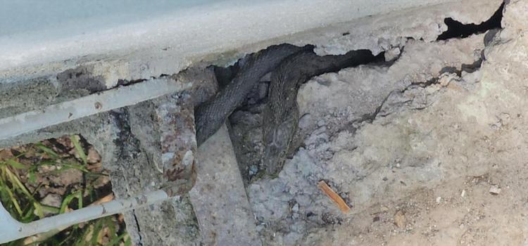 Yılanlar tüm evi sardı Boyları tam 3 metre... Geceleri uyuyamıyoruz