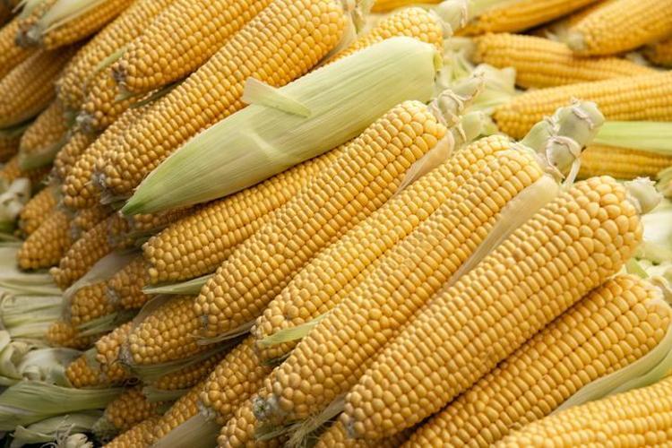 Haşlanmış mısırın tadını zirveye taşıyor Pişirme suyunun içine 1 parça atmak yetiyor, lezzeti 10 kat artırıyor