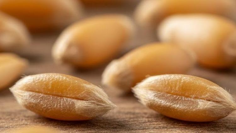 TOPLULUK RUHU MUTFAK KÜLTÜRÜNÜN BİR PARÇASI