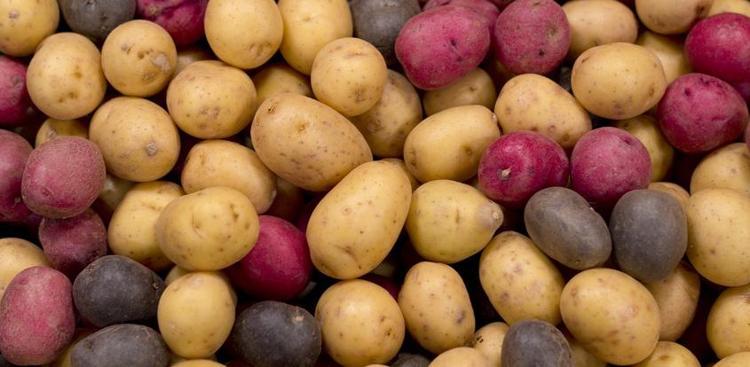 Patates seçerken rengine dikkat edenler yaşadı: Bilim insanları turuncu mu yoksa sarı mı sorusuna son noktayı koydu