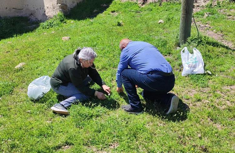Toplaması zahmetli, yemesi lezzetli Yol kenarında kendiliğinden yetişiyor, tam bir şifa deposu
