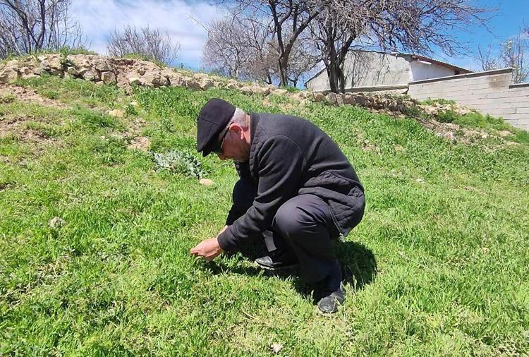 Toplaması zahmetli, yemesi lezzetli Yol kenarında kendiliğinden yetişiyor, tam bir şifa deposu