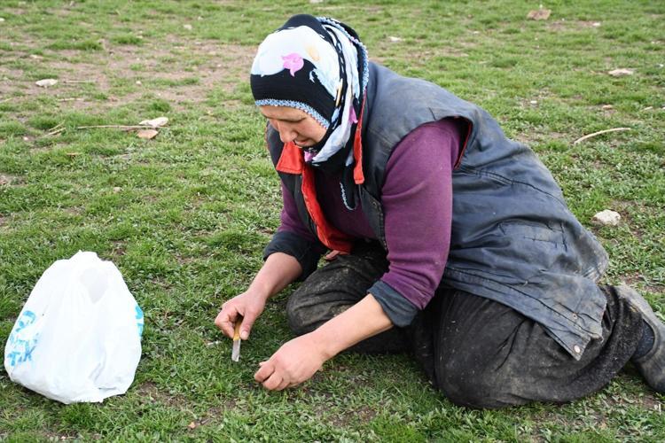 Toplaması zahmetli, yemesi lezzetli Yol kenarında kendiliğinden yetişiyor, tam bir şifa deposu