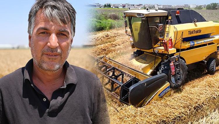 Turfanda hasat başladı, rekolte yüz güldürdü Tarlada kilogram fiyatı 16.5 TL