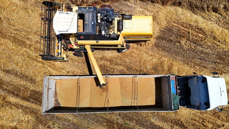 Turfanda hasat başladı, rekolte yüz güldürdü Tarlada kilogram fiyatı 16.5 TL