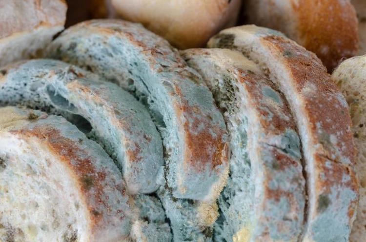 Koklamak bile akciğerleri bitiriyor Salça, yoğurt ve ekmekte küf görünce bunu yapmayan yandı