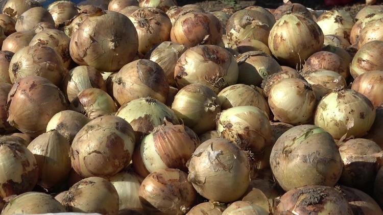 Beklenen hasat başladı, kilosu 12.5 TLden satılıyor Kolesterolü düzenleyip tansiyonu dengeliyor
