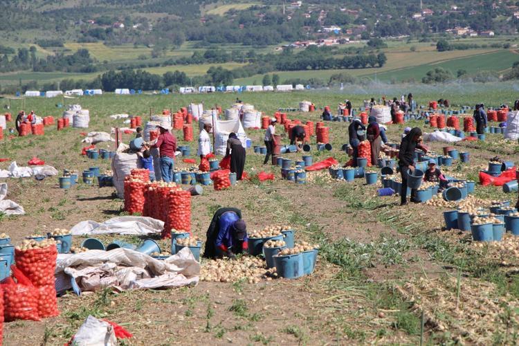 SOĞANIN FAYDALARI NELERDİR