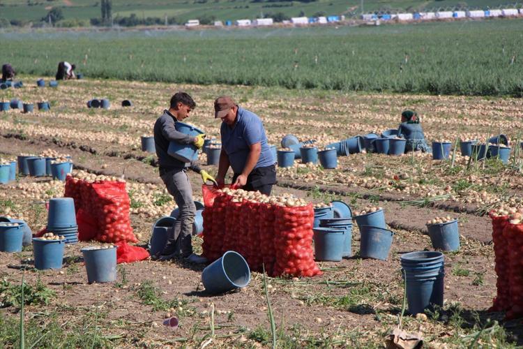 Beklenen hasat başladı, kilosu 12.5 TLden satılıyor Kolesterolü düzenleyip tansiyonu dengeliyor