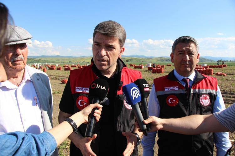 Beklenen hasat başladı, kilosu 12.5 TLden satılıyor Kolesterolü düzenleyip tansiyonu dengeliyor