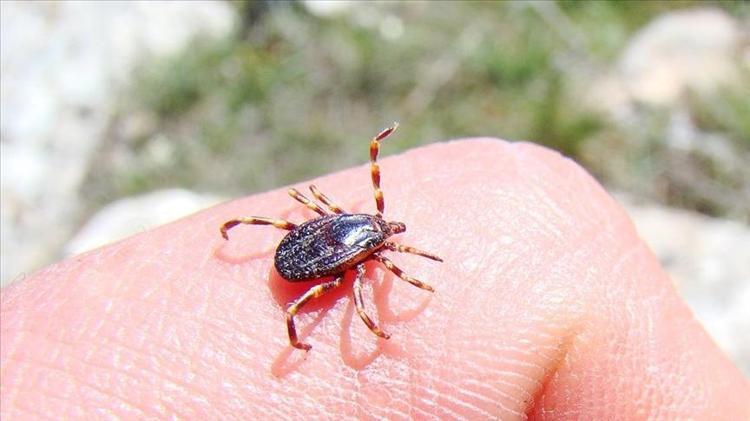 KKKA hastalığı Sivasta can aldı İşte Türkiyede en riskli iller: 10 güne kadar belirti vermiyor