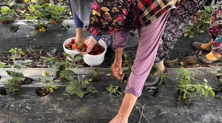 90 günün ardından ilk hasat başladı Kilosu tarlada 170 TLden satılıyor: İçi sulu sulu ve leziz