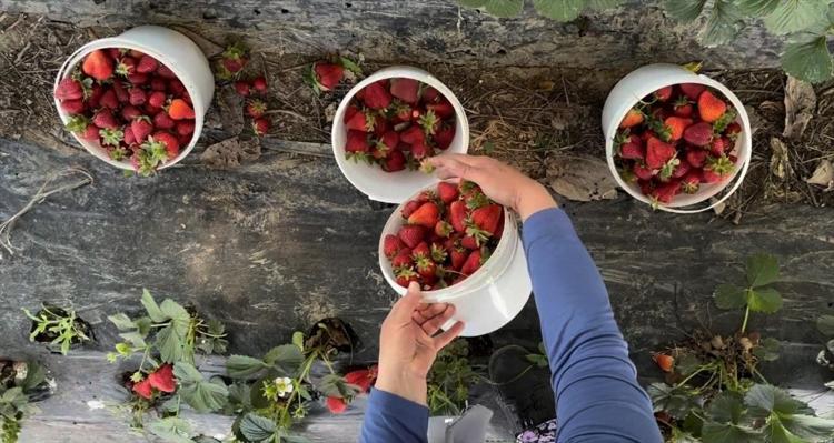 90 günün ardından ilk hasat başladı Kilosu tarlada 170 TLden satılıyor: İçi sulu sulu ve leziz