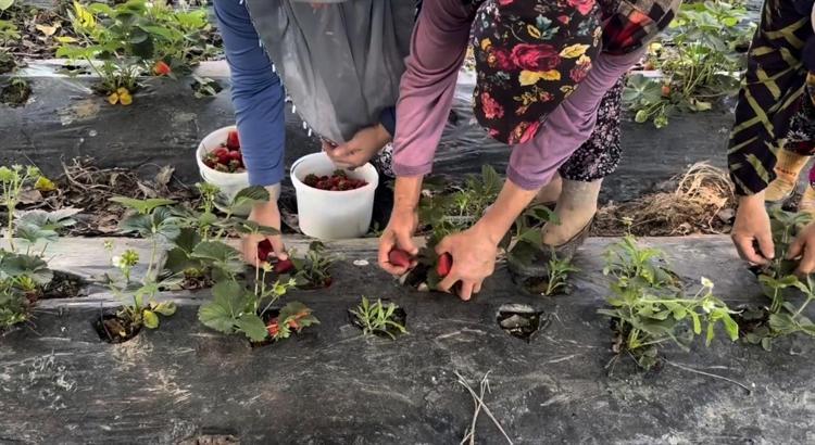 100 TON CİVARINDA REKOLTE BEKLİYORUZ