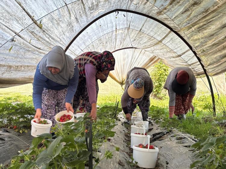 90 günün ardından ilk hasat başladı Kilosu tarlada 170 TLden satılıyor: İçi sulu sulu ve leziz