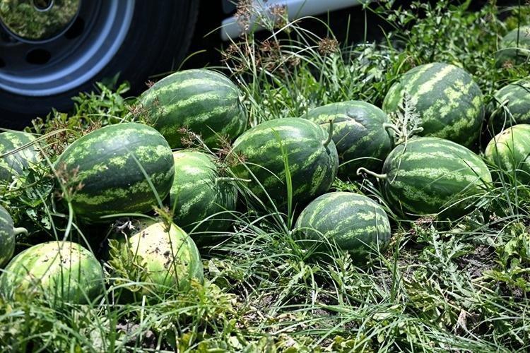 Kilogramı 18 liraya geriledi 110 bin dekarlık alanda dev sezon açıldı: Rusya ve Avrupa sıraya girdi