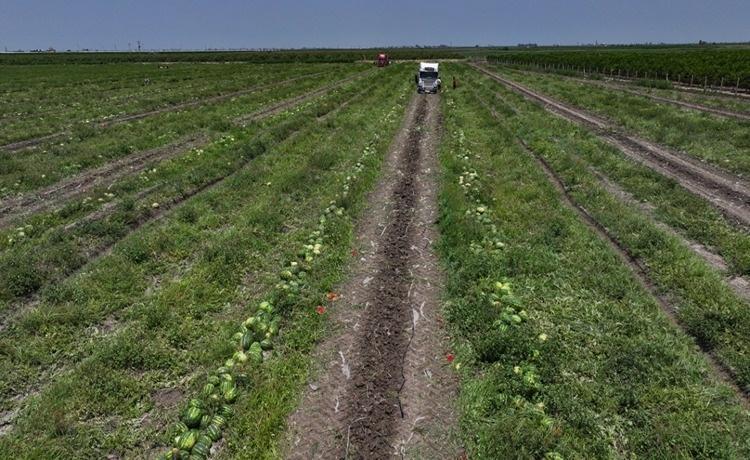 Kilogramı 18 liraya geriledi 110 bin dekarlık alanda dev sezon açıldı: Rusya ve Avrupa sıraya girdi