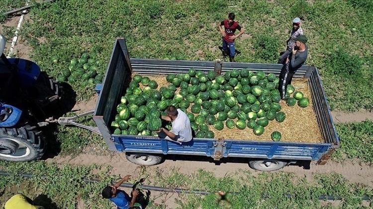Kilogramı 18 liraya geriledi 110 bin dekarlık alanda dev sezon açıldı: Rusya ve Avrupa sıraya girdi