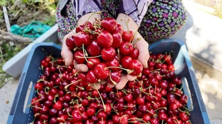 Herkes yararlı diye avuç avuç tüketiyordu Kirazın bugüne kadar gizlenen yan etkisi ortaya çıktı