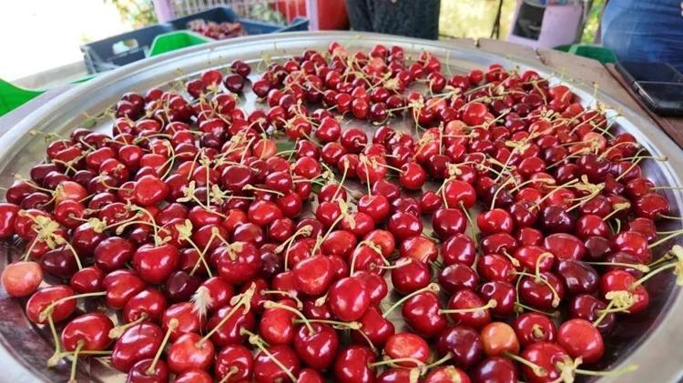 Herkes yararlı diye avuç avuç tüketiyordu Kirazın bugüne kadar gizlenen yan etkisi ortaya çıktı