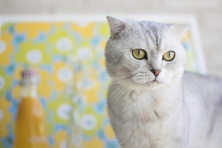 HER KEDİNİN TEPKİSİ AYNI DEĞİL: IRK VE KARAKTER FAKTÖRÜ