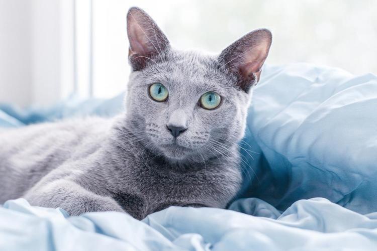 KEDİLERİN KENDİ SEVGİ DİLİ: ONLARI DOĞRU OKUMAK