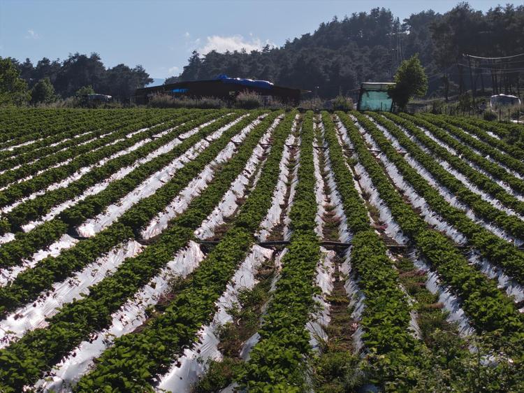 Hatayda hasadı devam ediyor Üreticiler yüksek rekoltenin sevincini yaşıyor