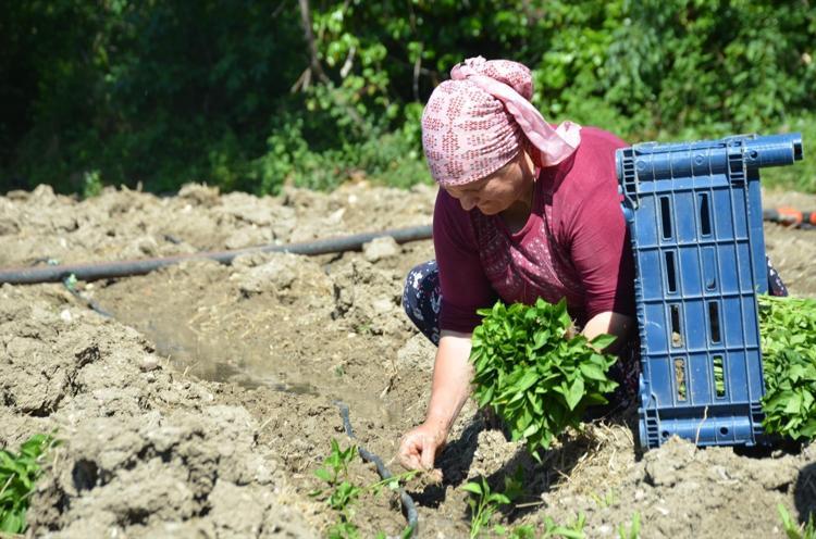 162 yıldır aynı tohumdan üretiliyor İmece usulü dikiliyor, Türkiyenin dört bir yanına satılıyor