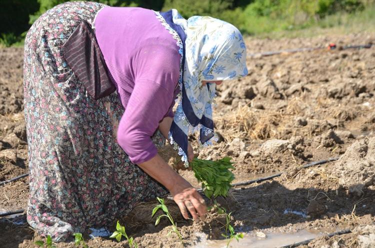 162 yıldır aynı tohumdan üretiliyor İmece usulü dikiliyor, Türkiyenin dört bir yanına satılıyor