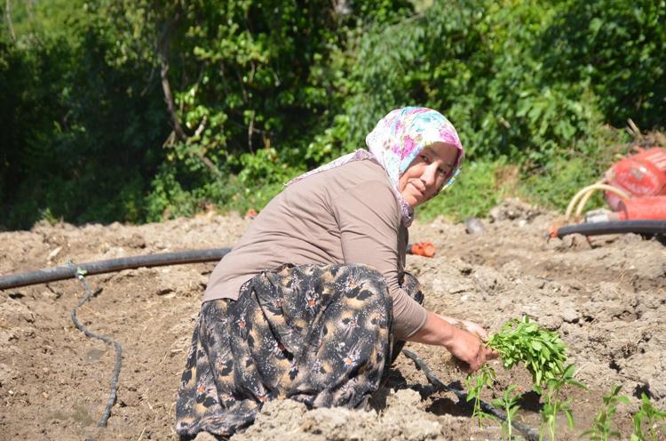 162 yıldır aynı tohumdan üretiliyor İmece usulü dikiliyor, Türkiyenin dört bir yanına satılıyor