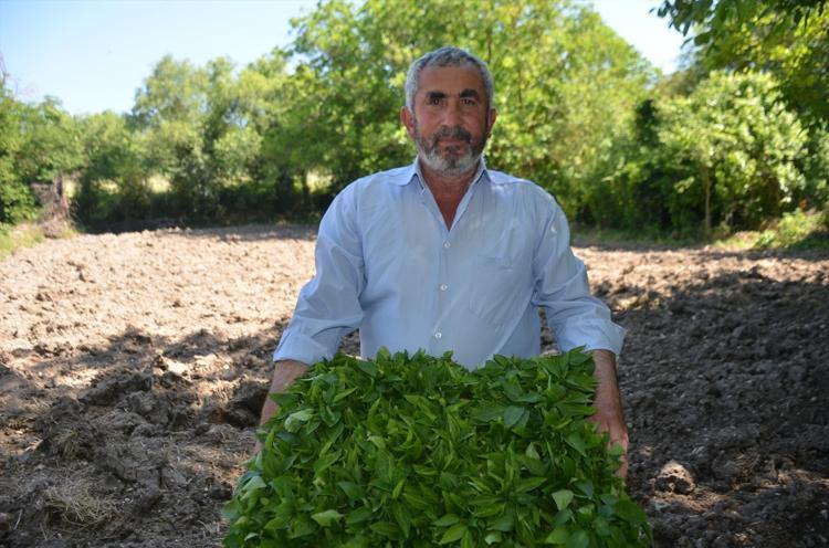 162 yıldır aynı tohumdan üretiliyor İmece usulü dikiliyor, Türkiyenin dört bir yanına satılıyor