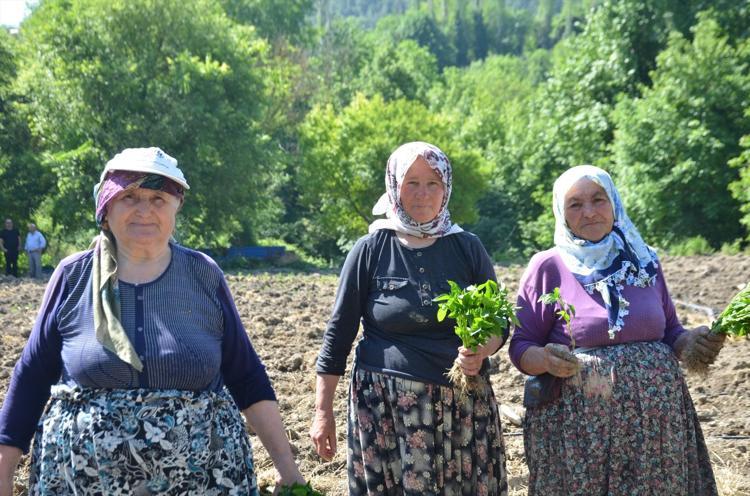 162 yıldır aynı tohumdan üretiliyor İmece usulü dikiliyor, Türkiyenin dört bir yanına satılıyor