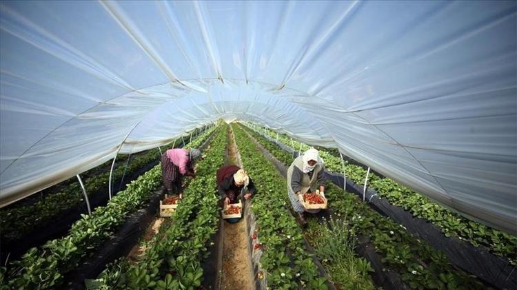 Haziran sonu tezgahlardan tamamen çekiliyor Bir daha bu fiyata bulamayacaksınız: Kilosu 25 liraya kadar düştü