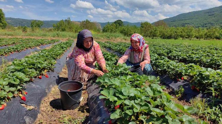 YAZ DÖNEMİNDE YENİ SEZON İÇİN FİDE MESAİSİ BAŞLADI